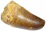 Fossil Mosasaur (Hainosaurus?) Tooth - Morocco #364146-1